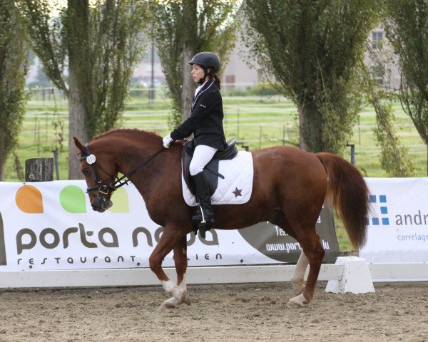 dressage horse Don Diego (German Riding Pony, 2010, from FS Don't Worry)