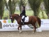 dressage horse Don Diego (German Riding Pony, 2010, from FS Don't Worry)