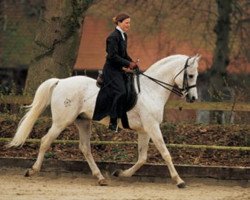 stallion Solanum ox (Arabian thoroughbred, 1987, from Mashour ox)