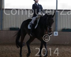 dressage horse Roh Karat (Westphalian, 2003, from Roh Magic)