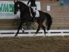 dressage horse Santano' s Boy (Hanoverian,  , from Sandro Hit)