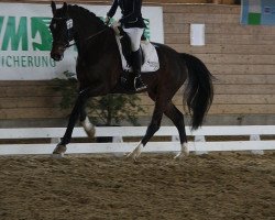 dressage horse Santano' s Boy (Hanoverian,  , from Sandro Hit)