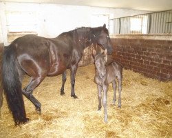 broodmare Galera del Gavilan (Paso Fino, 1998, from Negresco)