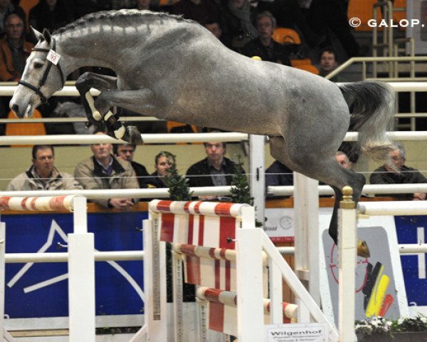 stallion Cayenne van de Heffinck (Holsteiner, 2007, from Cassiano)