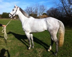 jumper Gelini van het Costersveld (Belgian Warmblood, 2006, from Clinton)