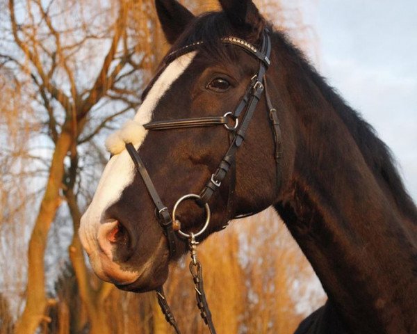 dressage horse Florentino (Hanoverian, 2001, from For Feeling)