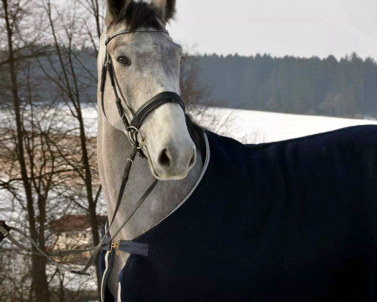 jumper Carlo du Mont (Holsteiner, 2010, from Cassin 2)