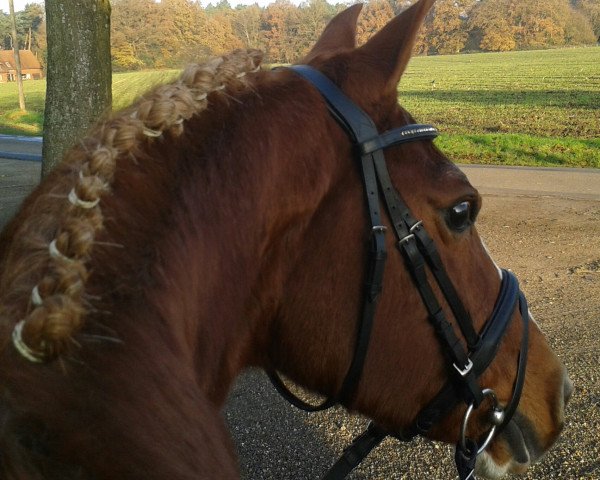 dressage horse Big Boy II (German Riding Pony, 1995, from Bavarottie)