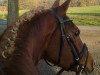 dressage horse Big Boy II (German Riding Pony, 1995, from Bavarottie)