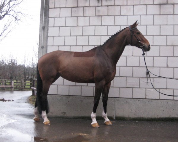 broodmare Francis 131 (Württemberger, 2007, from Falsterbo)