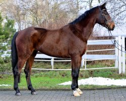 jumper Wallach von Perigueux (Hanoverian, 2009, from Perigueux)