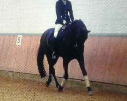 dressage horse Don Negro M (Rhinelander, 2004, from Don Frederico)