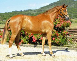 dressage horse Frangipani de Fangar (Oldenburg, 2011, from Fürst Romancier)