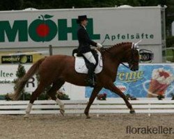 horse Rhapsodie (Deutsches Reitpferd, 1997, from Rodgau)