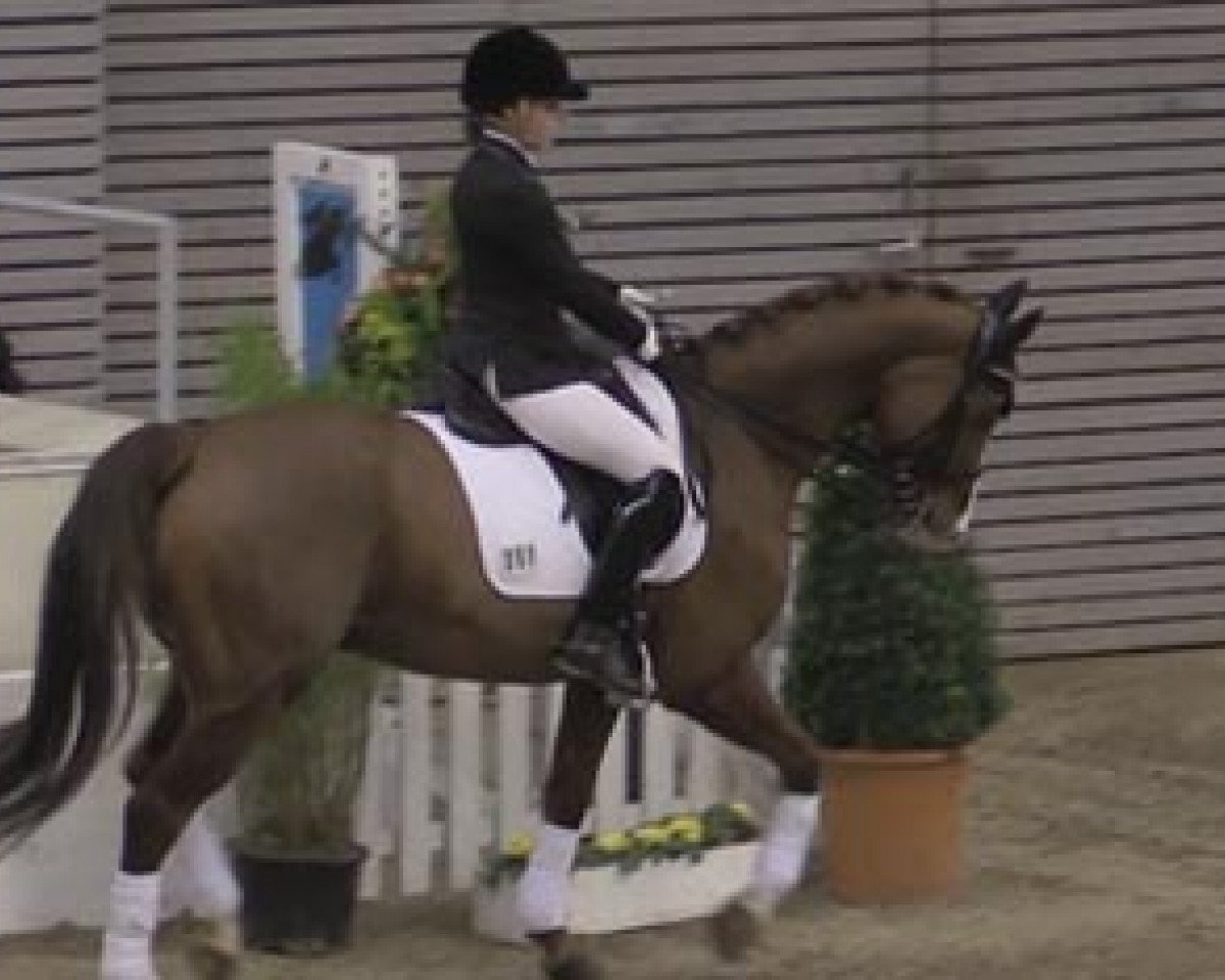 Dressurpferd Florentino 66 (Hannoveraner, 2005, von Falsterbo)