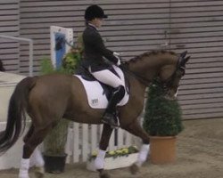 dressage horse Florentino 66 (Hanoverian, 2005, from Falsterbo)