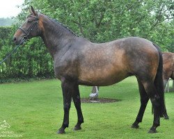 broodmare Elite vd Padenborre (Belgian Warmblood, 2004, from Diamant de Semilly)