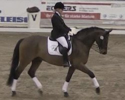 dressage horse Gajus (Saxony-Anhaltiner, 1998, from Grossist 1393)