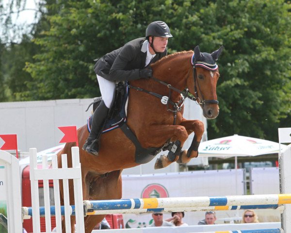 jumper Canani S (German Sport Horse, 2008, from Chacco-Blue)