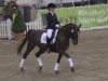 dressage horse For me 6 (Hanoverian, 2000, from Fabriano)