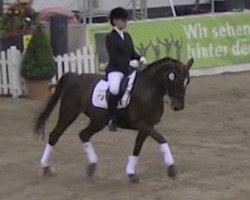 dressage horse For me 6 (Hanoverian, 2000, from Fabriano)