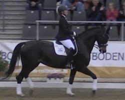 dressage horse Rapsody 17 (Hannoveraner, 2006, from Rotspon)