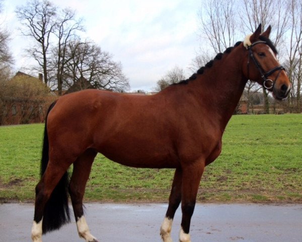 horse Judes Little Jolly (KWPN (Royal Dutch Sporthorse), 2008)