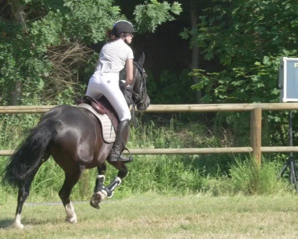Reitturnier Lahr-Langenwinkel 2021