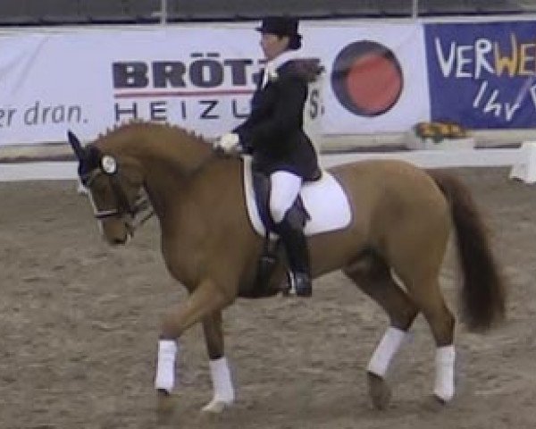 dressage horse Lorello (Hanoverian, 2003, from Lauries Crusador xx)