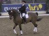 horse Rubianus 2 (Hanoverian, 1996, from Rubinstein I)