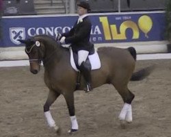 horse Rubianus 2 (Hanoverian, 1996, from Rubinstein I)