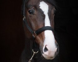 dressage horse Jackpott (Oldenburg, 2007, from Jazz Rubin)