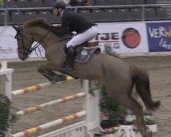 Springpferd Gala D (Belgisches Warmblut, 2006, von Cicero Z van Paemel)