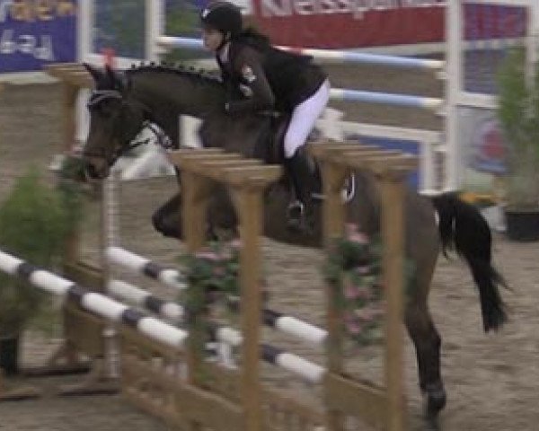 jumper Don Piro (German Riding Pony, 2002, from Da Capo)