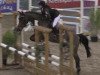 jumper Don Piro (German Riding Pony, 2002, from Da Capo)