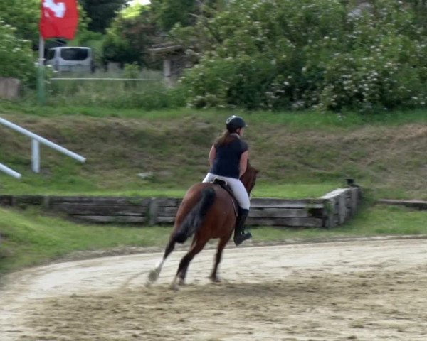 Reitturnier Schönfeld 2021