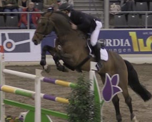 stallion Colandus (Oldenburg show jumper, 2004, from Colander)