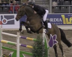 stallion Colandus (Oldenburg show jumper, 2004, from Colander)