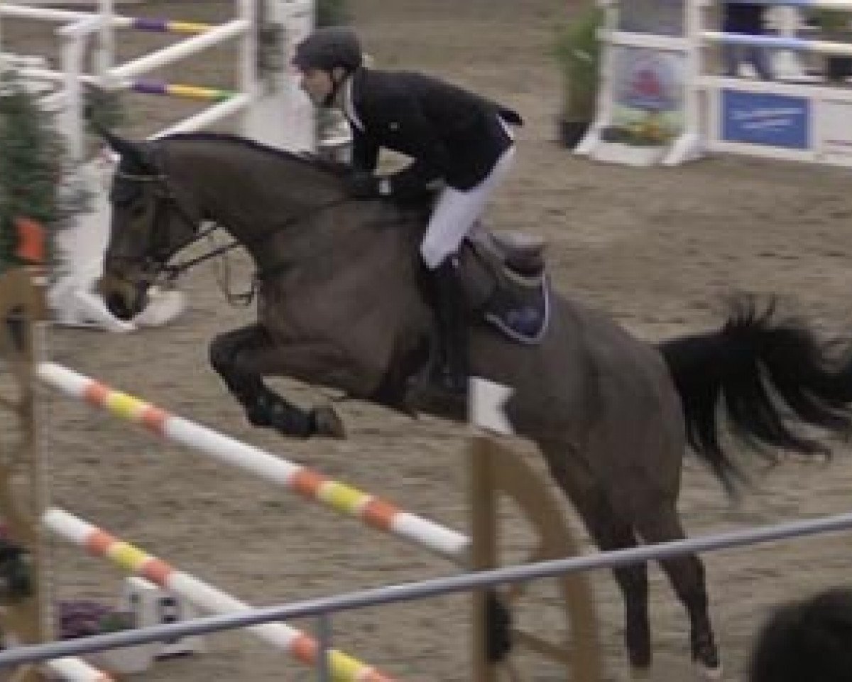 Springpferd Conveni's Caitano (Oldenburger Springpferd, 2006, von Cellestial)