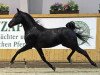 stallion GA Aladin (Arabian thoroughbred, 2009, from Black Astir ox)