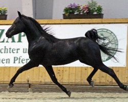 stallion GA Aladin (Arabian thoroughbred, 2009, from Black Astir ox)