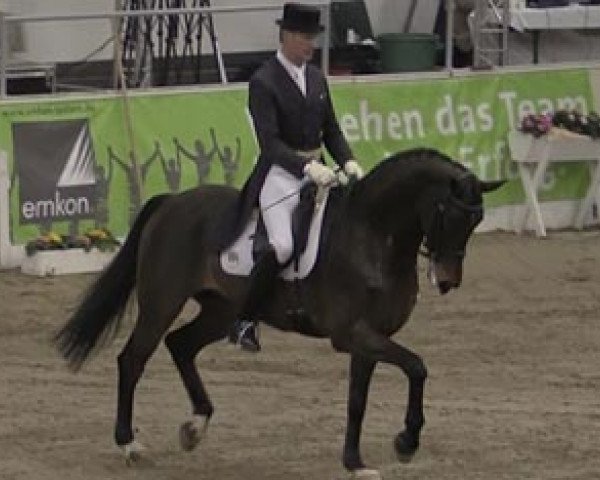 dressage horse Equitago Zandor (Royal Warmblood Studbook of the Netherlands (KWPN), 2004, from Florencio I)
