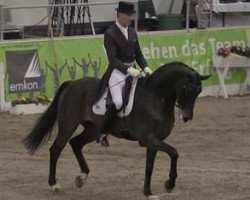 dressage horse Equitago Zandor (KWPN (Royal Dutch Sporthorse), 2004, from Florencio I)