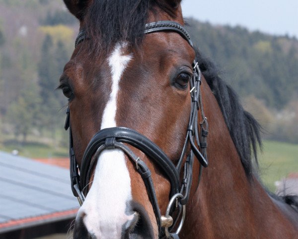 Pferd Troubadur 5 (Württemberger, 2005, von Tullamore)