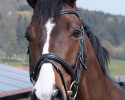 horse Troubadur 5 (Württemberger, 2005, from Tullamore)