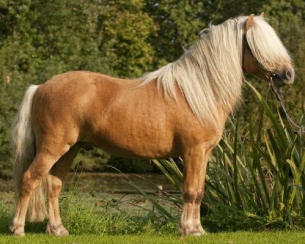 Deckhengst Alexander (Dt.Part-bred Shetland Pony, 2004, von Andy A 154 DDR)