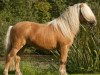 stallion Alexander (Dt.Part-bred Shetland pony, 2004, from Andy A 254)