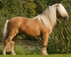 stallion Alexander (Dt.Part-bred Shetland pony, 2004, from Andy A 254)