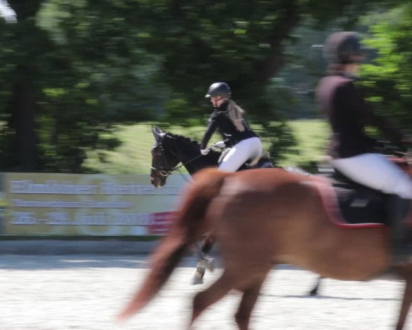 Reitturnier Elmlohe 2021