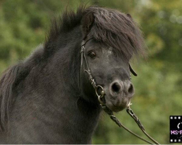 stallion Ivan M. (Shetland Pony, 1995, from Indio)